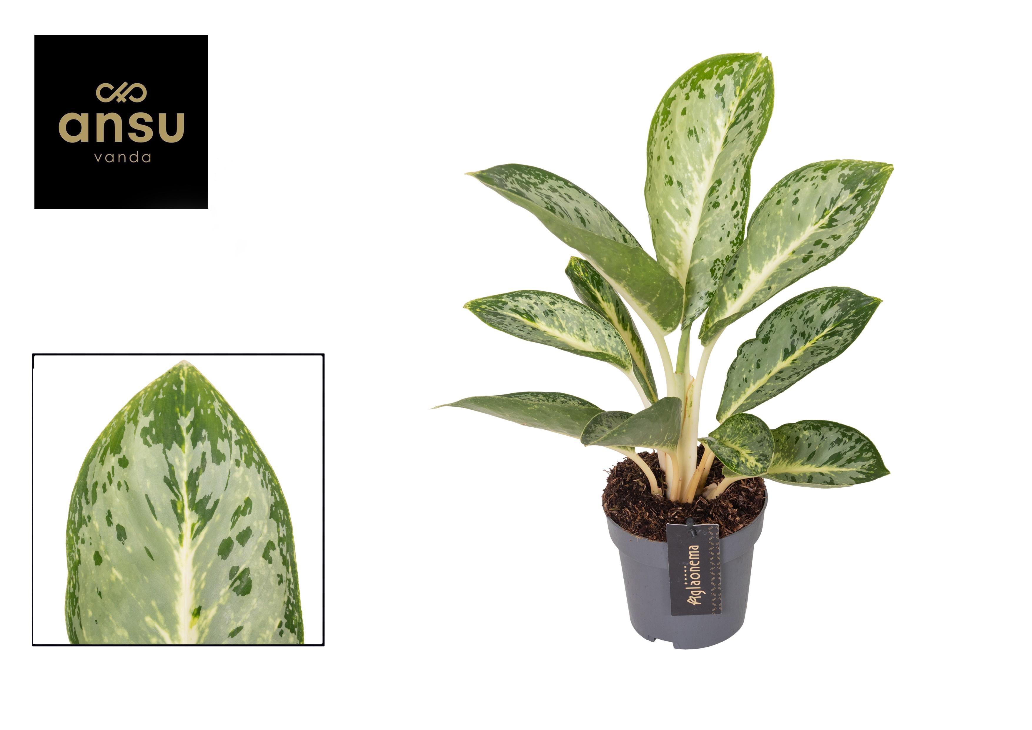 Горшечные цветы и растения оптом Aglaonema Matcha Cream от 6шт из Голландии с доставкой по России