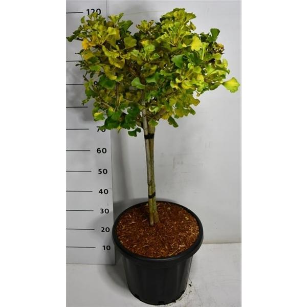 Горшечные цветы и растения оптом Ginkgo Bil Mariken On Stem от 1шт из Голландии с доставкой по России
