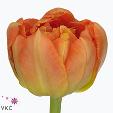 Срезанные цветы оптом Tulipa do monte orange от 100шт из Голландии с доставкой по России Срезанные цветы оптом Tulipa do monte orange от 100шт из Голландии с доставкой по России