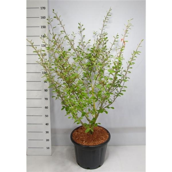 Горшечные цветы и растения оптом Hamamelis Int Arnold Promise от 1шт из Голландии с доставкой по России Горшечные цветы и растения оптом Hamamelis Int Arnold Promise от 1шт из Голландии с доставкой по России