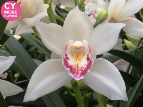 Срезанные цветы оптом Minicymbidium lucky sue от 5шт. из Голландии с доставкой по России