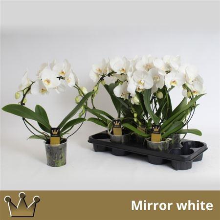 Горшечные цветы и растения оптом Phal El Cascade ** Mirror White 16+ ** от 5шт из Голландии с доставкой по России