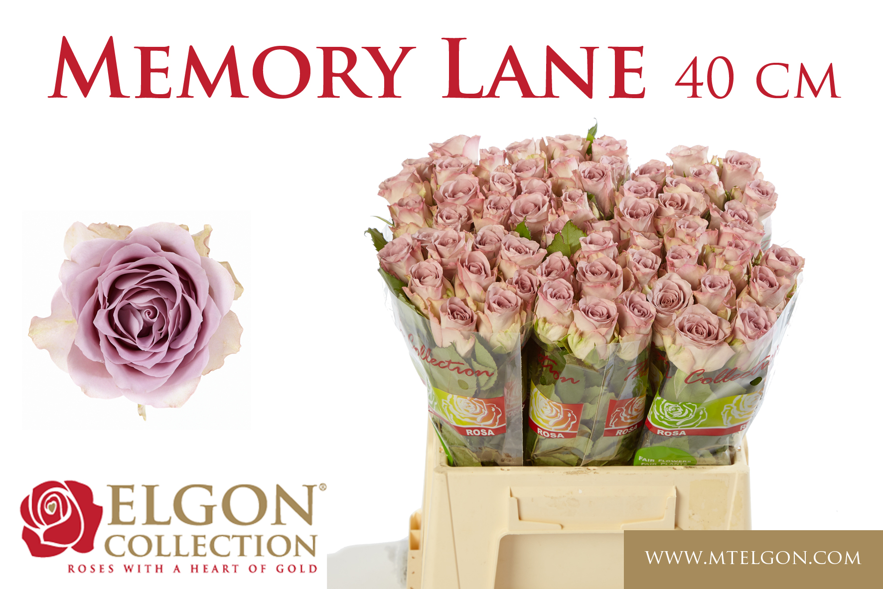 Срезанные цветы оптом Rosa large memory lane от 60шт. из Голландии с доставкой по России