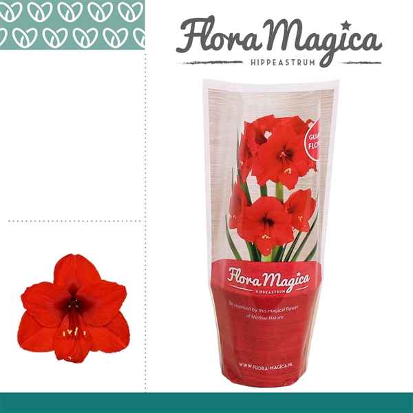 Горшечные цветы и растения оптом Hipp Royal Red 2pp Flora Magica Sleeve от 10шт из Голландии с доставкой по России