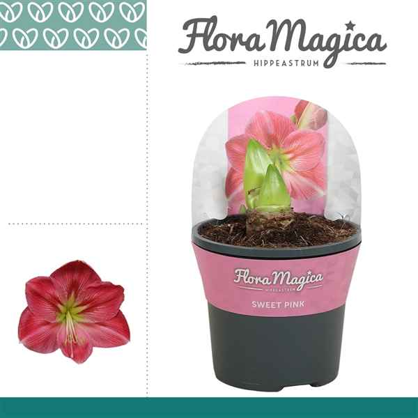 Горшечные цветы и растения оптом Hipp Sweet Pink 2pp Extra Op In Potcover от 8шт из Голландии с доставкой по России