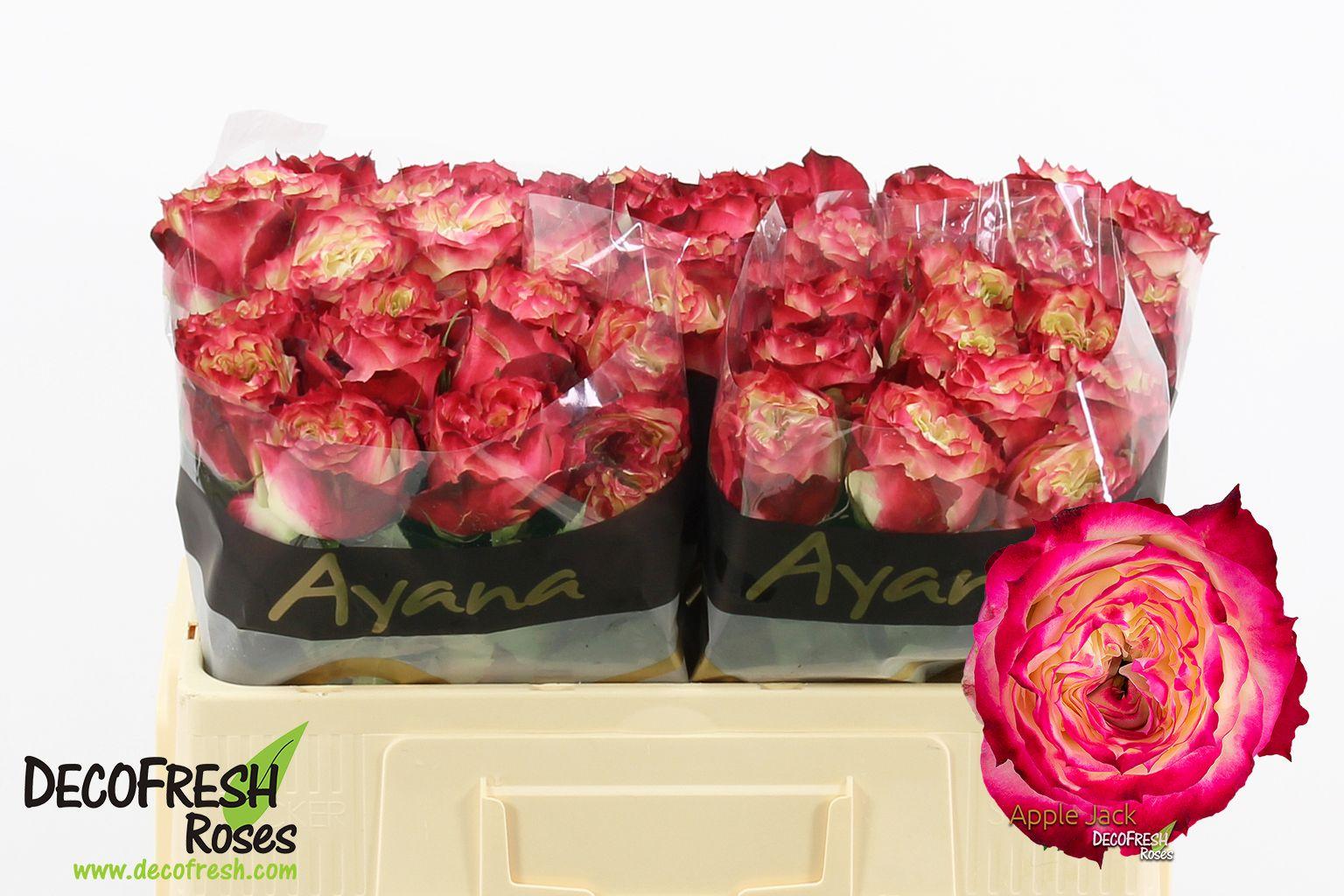 Срезанные цветы оптом Rosa garden apple jack от 50шт из Голландии с доставкой по России