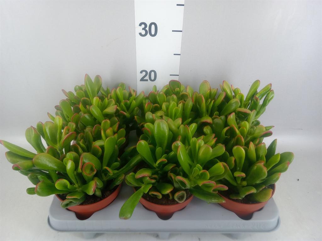 Горшечные цветы и растения оптом Crassula Ovata horn Tree от 6шт из Голландии с доставкой по России
