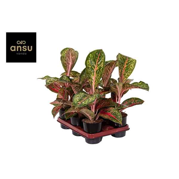 Горшечные цветы и растения оптом Aglaonema Lychee Red от 6шт из Голландии с доставкой по России