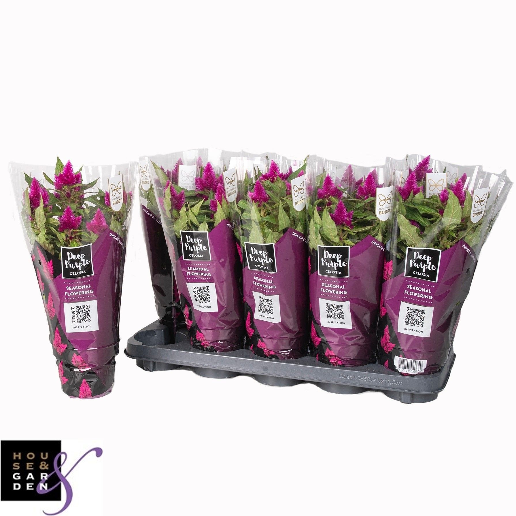 Горшечные цветы и растения оптом Cel Deep Purple от 10шт из Голландии с доставкой по России