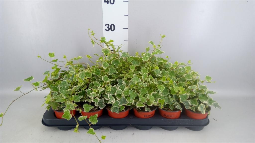 Горшечные цветы и растения оптом Kalanchoe Blos. rosalina ..mix 5 AA от 10шт из Голландии с доставкой по России