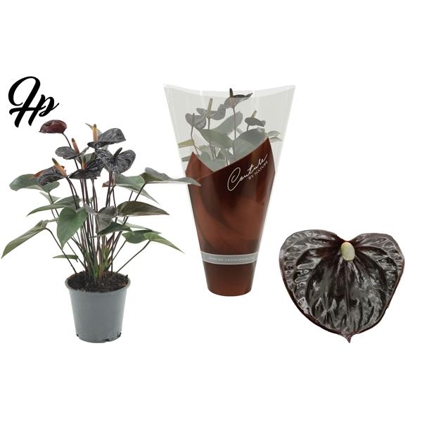 Горшечные цветы и растения оптом Anth An Black Love 4+ In Couture Hoes от 10шт из Голландии с доставкой по России