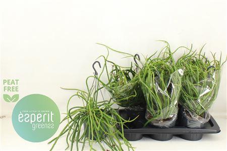 Горшечные цветы и растения оптом Ov Cactus Hangpot от 6шт из Голландии с доставкой по России