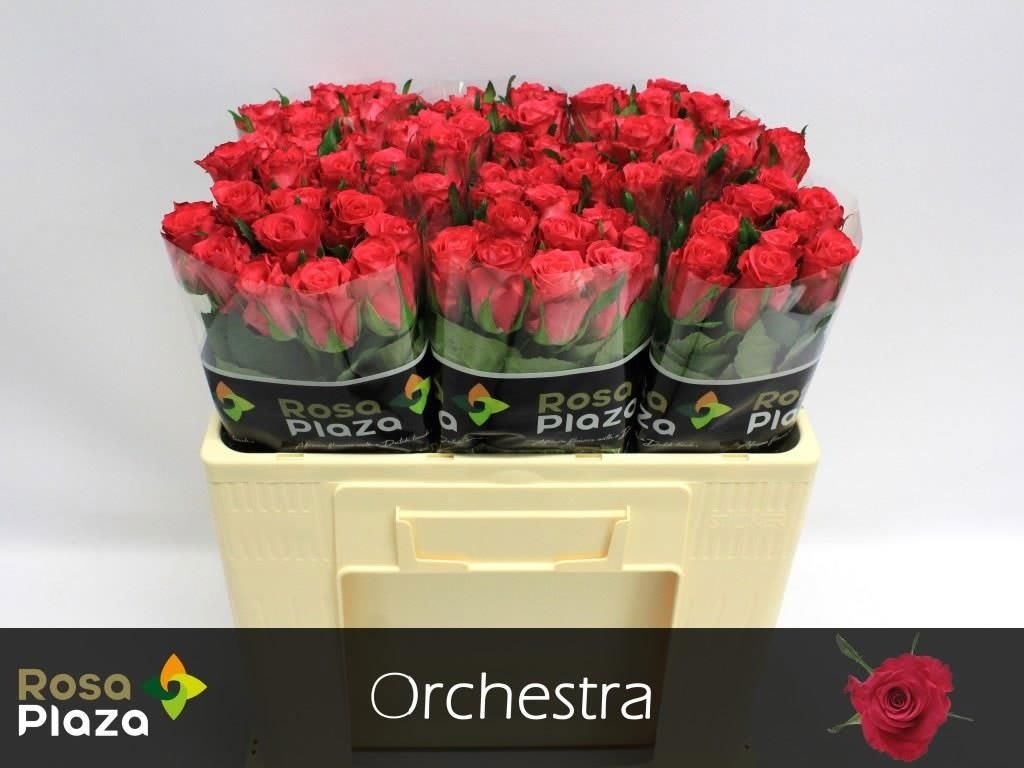 Срезанные цветы оптом Rosa large orchestra от 80шт из Голландии с доставкой по России