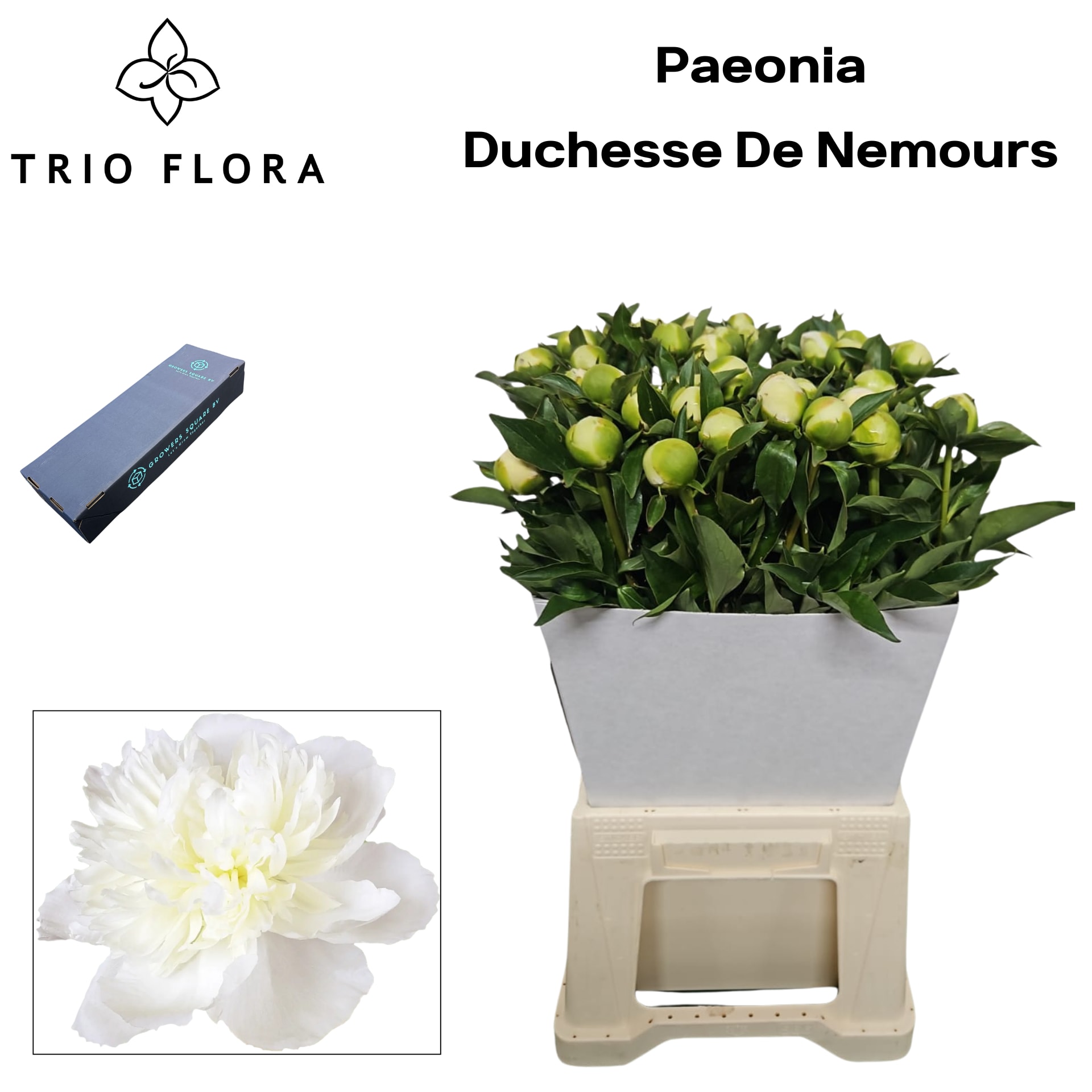 Срезанные цветы оптом Paeonia duchess de nemours от 40шт. из Голландии с доставкой по России