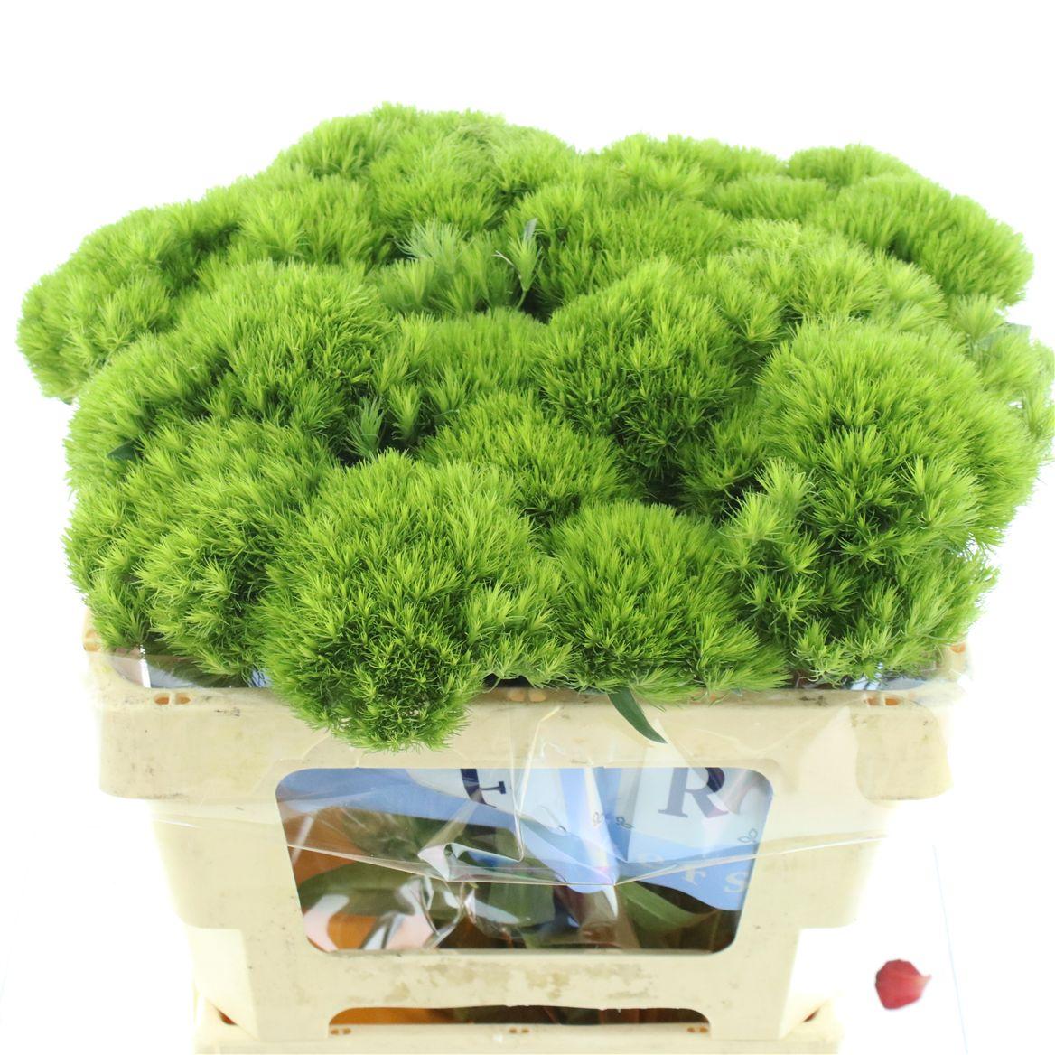 Срезанные цветы оптом Dianthus br green wicky от 40шт из Голландии с доставкой по России