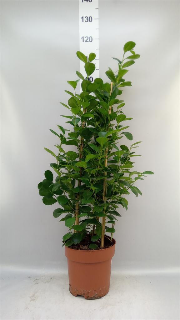 Горшечные цветы и растения оптом Ficus Microcarpa moclame от 1шт из Голландии с доставкой по России