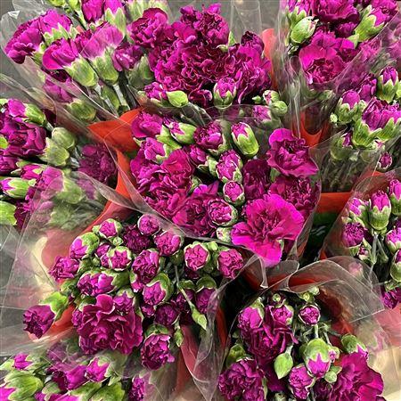 Срезанные цветы оптом Dianthus sp vega от 100шт из Голландии с доставкой по России
