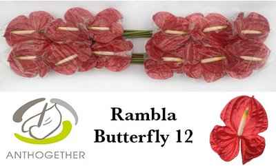 Срезанные цветы оптом Anthurium rambla butterfly от 12шт из Голландии с доставкой по России