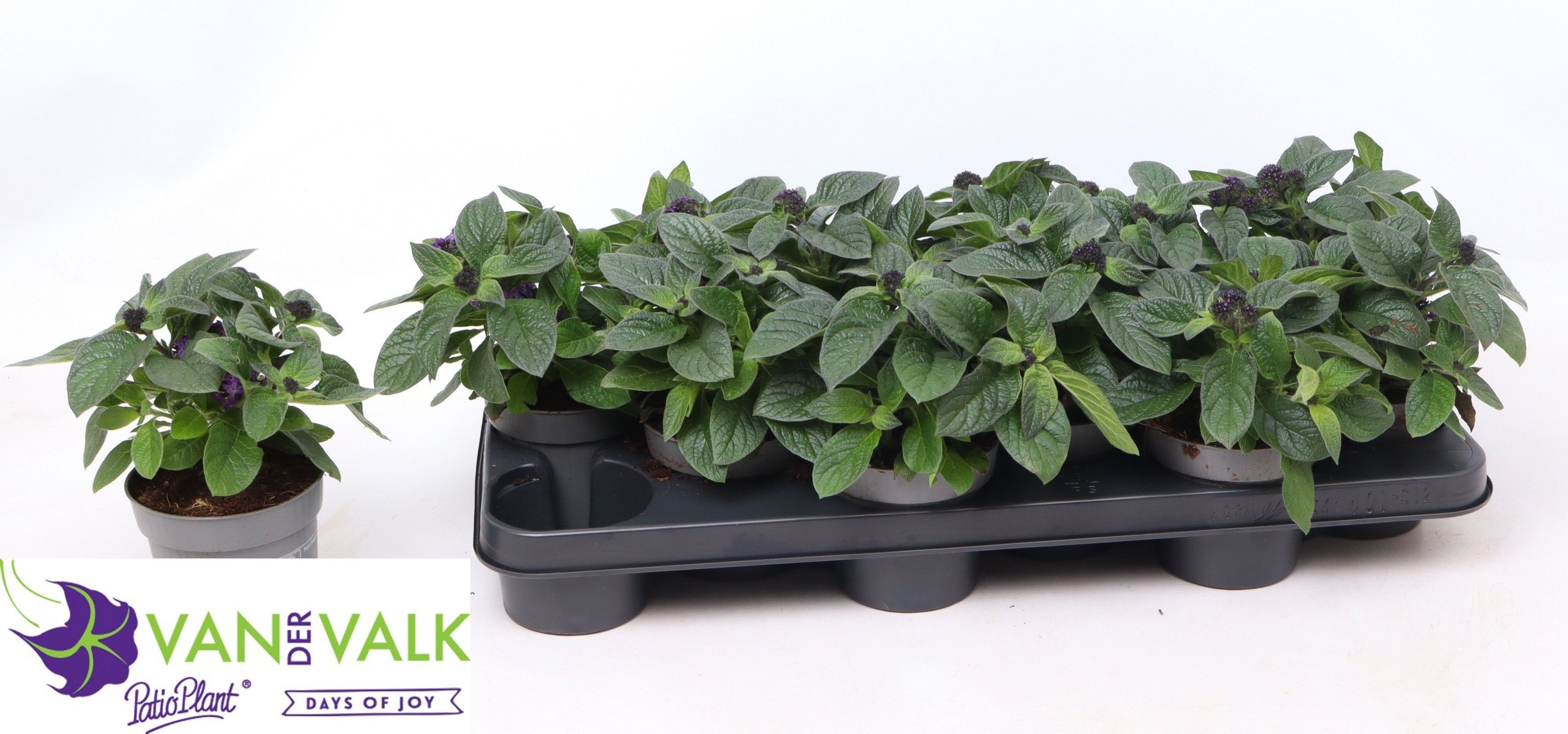 Горшечные цветы и растения оптом Helio Arb Baby Blue от 12шт из Голландии с доставкой по России