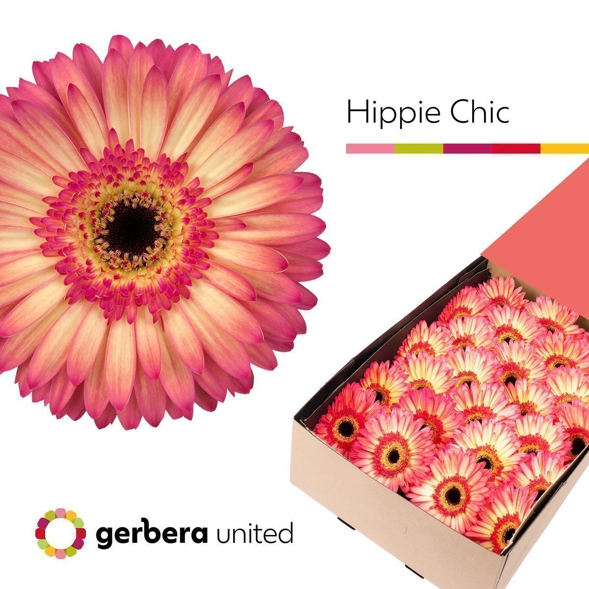 Срезанные цветы оптом Gerbera hippie chic от 25шт из Голландии с доставкой по России
