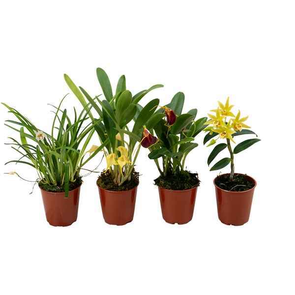 Горшечные цветы и растения оптом Orchidee 1st Mix от 12шт из Голландии с доставкой по России