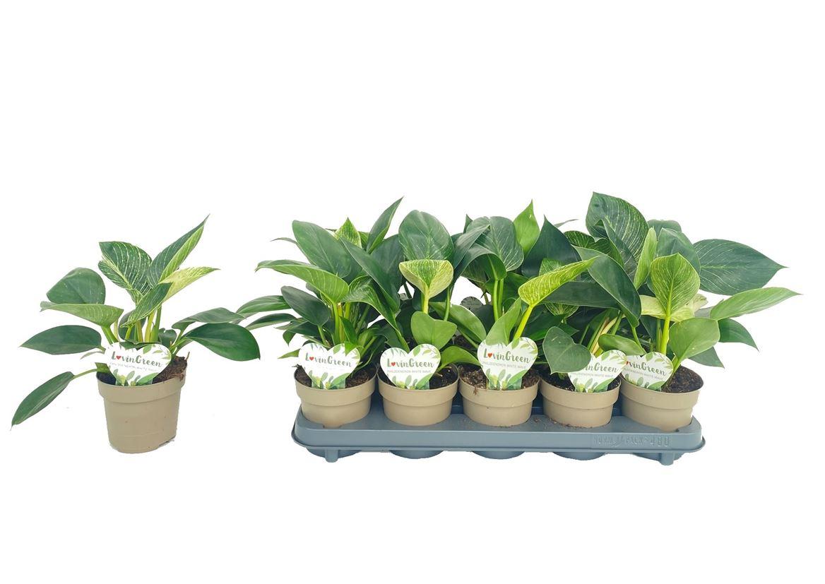 Горшечные цветы и растения оптом Philodendron White Wave от 10шт из Голландии с доставкой по России