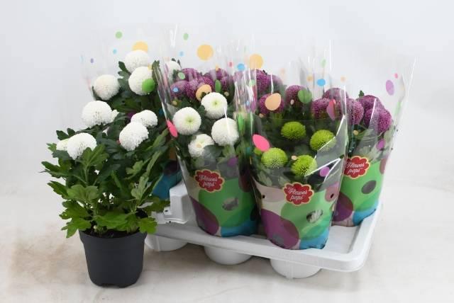 Горшечные цветы и растения оптом Chrys Fp Gem от 7шт из Голландии с доставкой по России