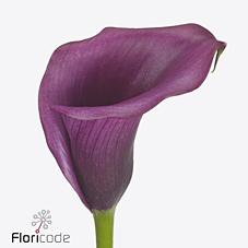 Срезанные цветы оптом Zantedeschia durban от 60шт из Голландии с доставкой по России Срезанные цветы оптом Zantedeschia durban от 60шт из Голландии с доставкой по России