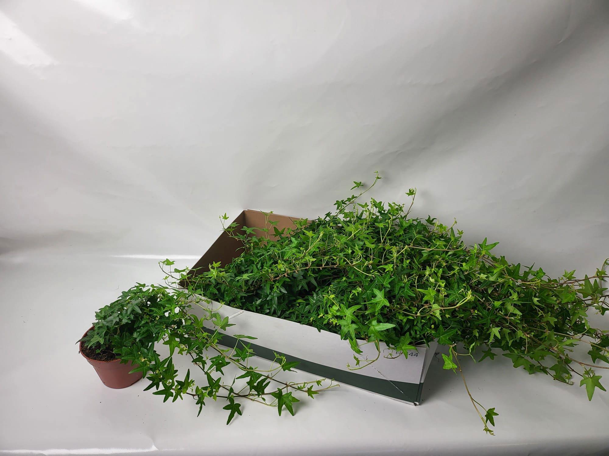 Горшечные цветы и растения оптом Hed He Jacobine от 12шт из Голландии с доставкой по России