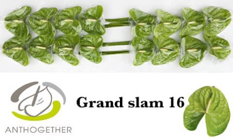 Срезанные цветы оптом Anthurium grand slam A от 24шт из Голландии с доставкой по России