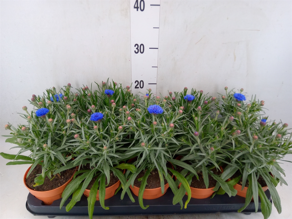 Горшечные цветы и растения оптом Centaurea   ... от 10шт из Голландии с доставкой по России