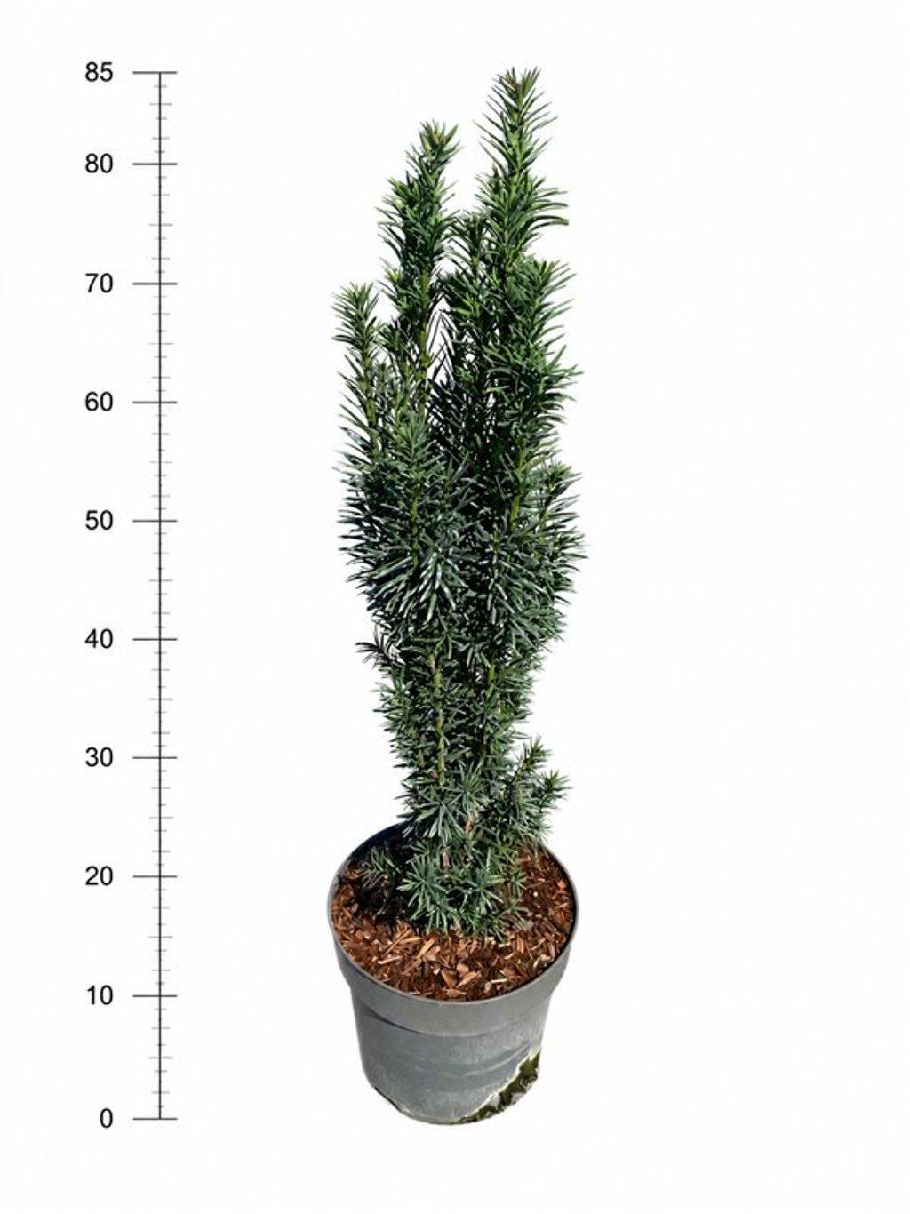 Горшечные цветы и растения оптом Taxus Bacc Fastigiata Robusta от 1шт из Голландии с доставкой по России