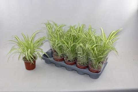 Горшечные цветы и растения оптом Chlor Com Variegatum от 10шт из Голландии с доставкой по России