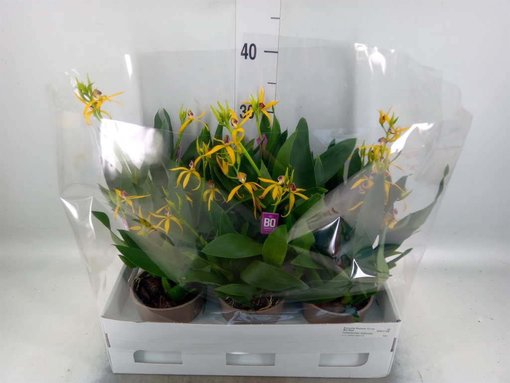 Горшечные цветы и растения оптом Orchideeen   ... от 6шт из Голландии с доставкой по России