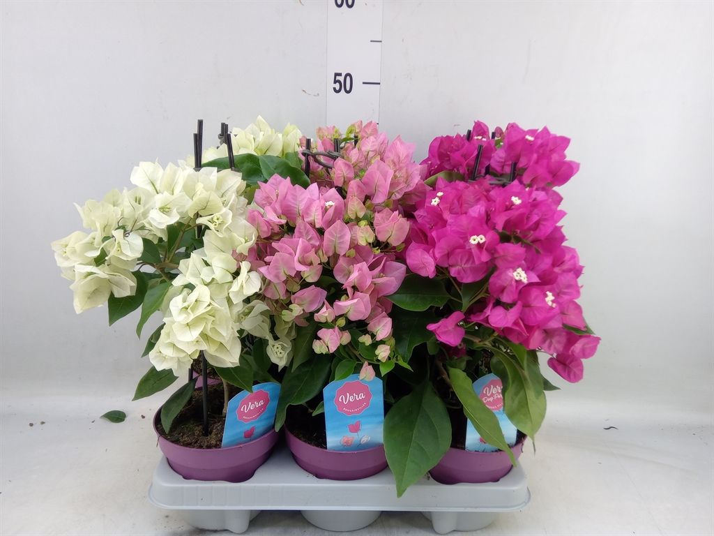 Горшечные цветы и растения оптом Bougainvillea   ... от 6шт из Голландии с доставкой по России