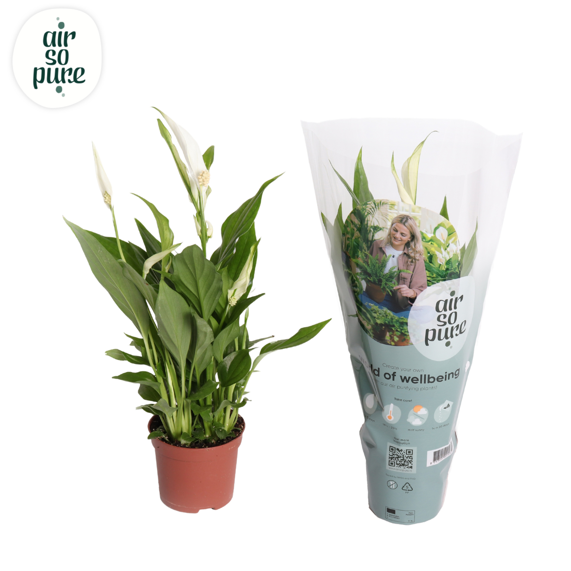 Горшечные цветы и растения оптом Spathiphyllum Pearl Cupido от 18шт из Голландии с доставкой по России