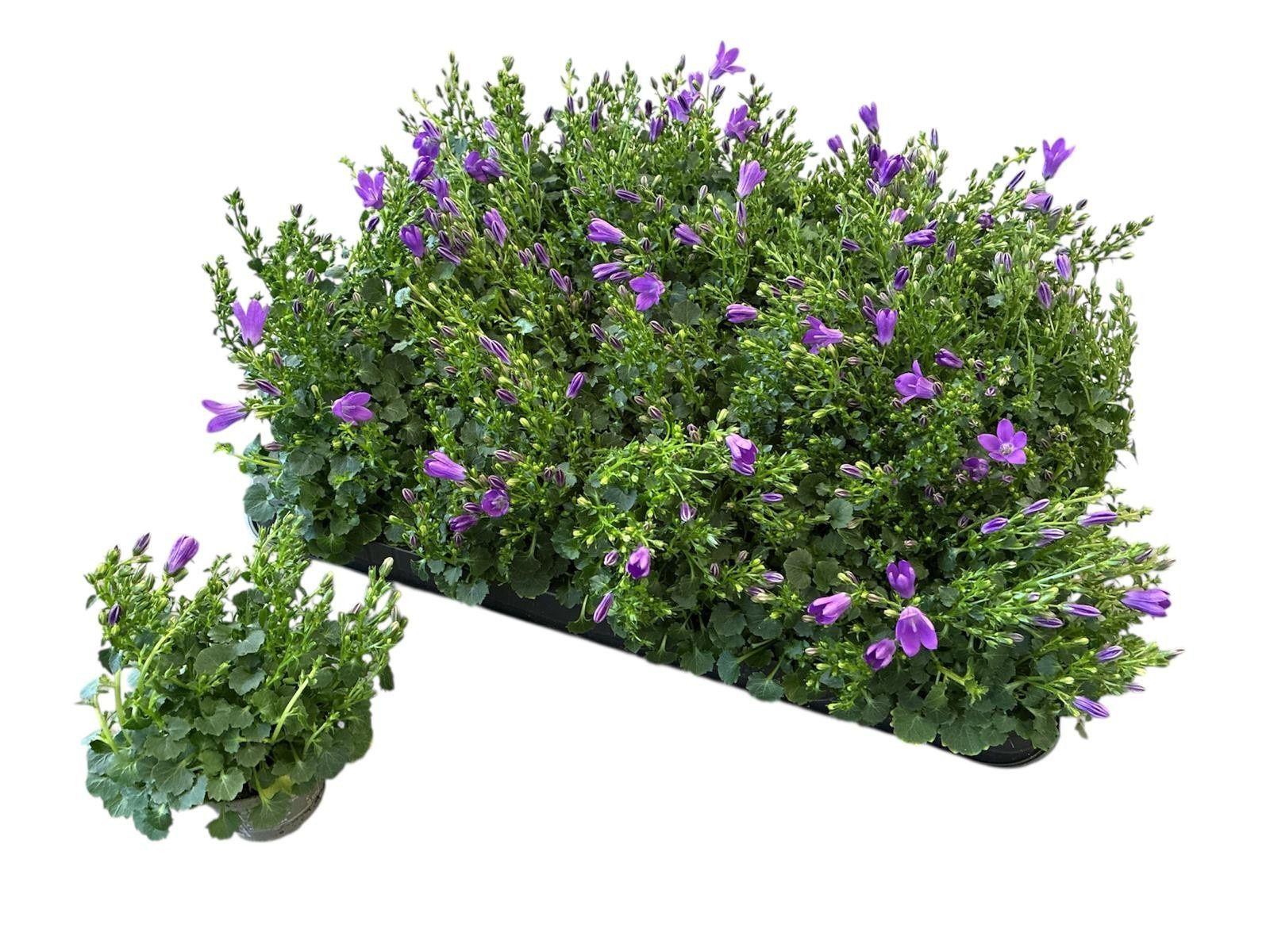 Горшечные цветы и растения оптом Camp Por Royal от 20шт (для телеги) из Голландии с доставкой по России