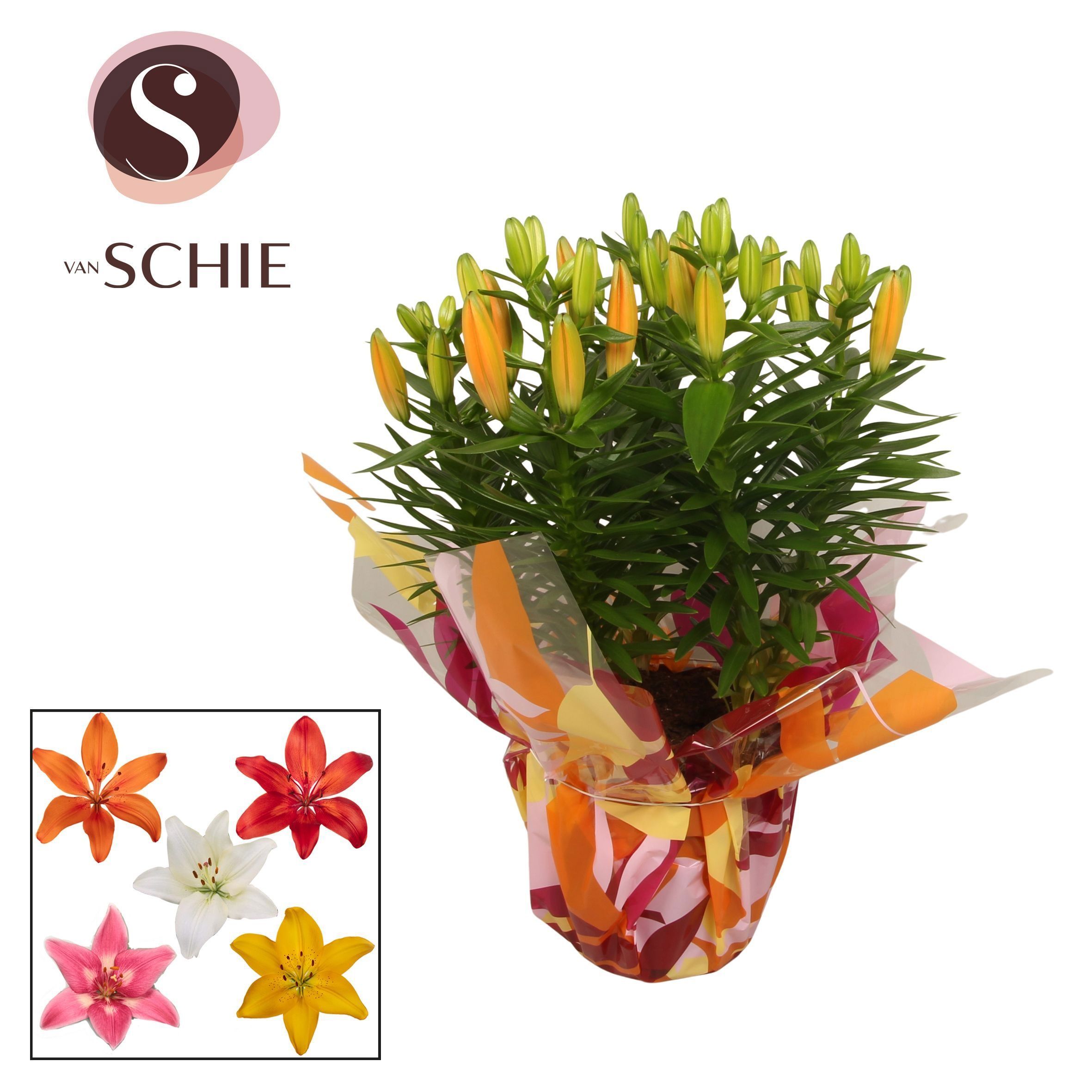 Горшечные цветы и растения оптом Lil As Ov от 5шт из Голландии с доставкой по России