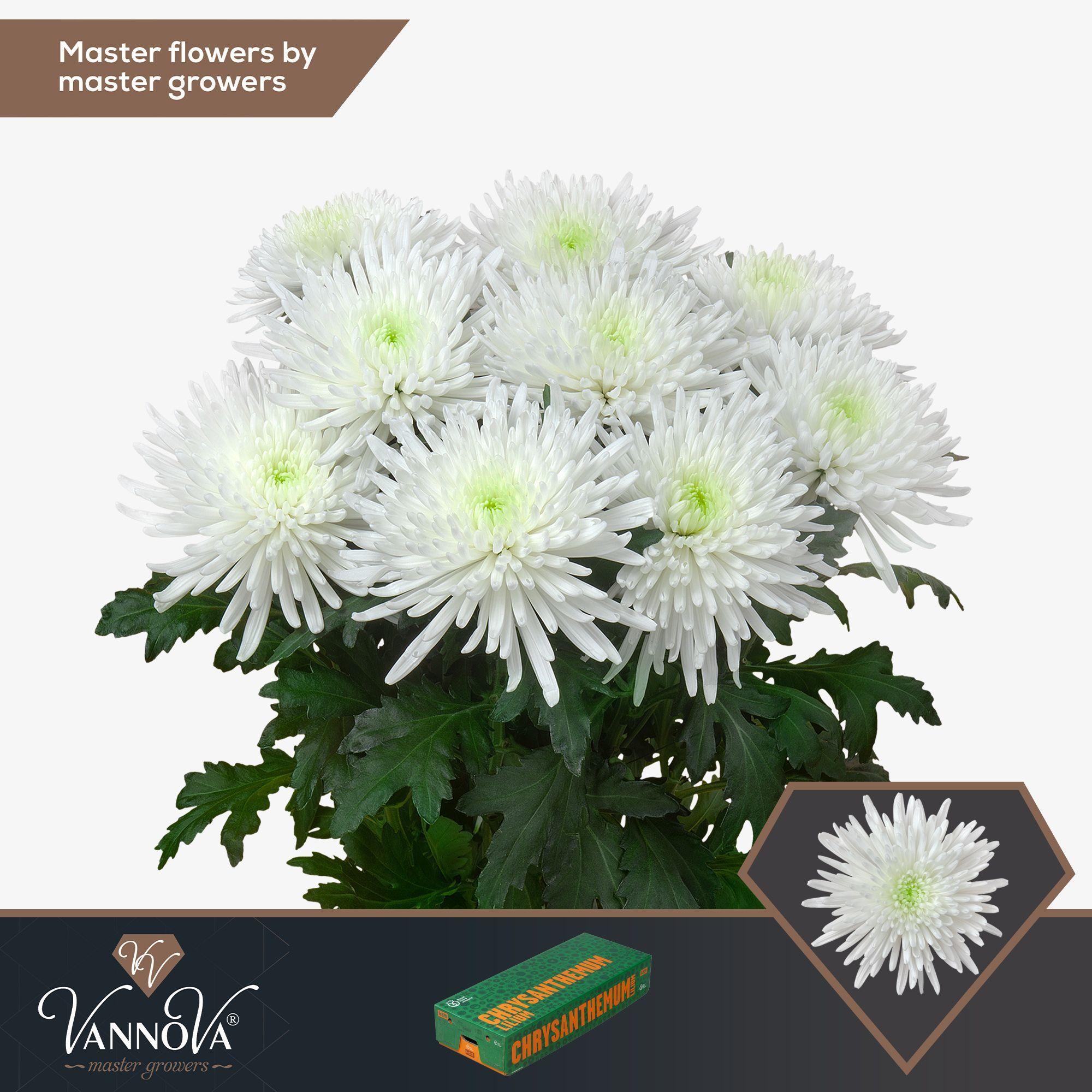 Срезанные цветы оптом Chrys bl topspin от 60шт. из Голландии с доставкой по России