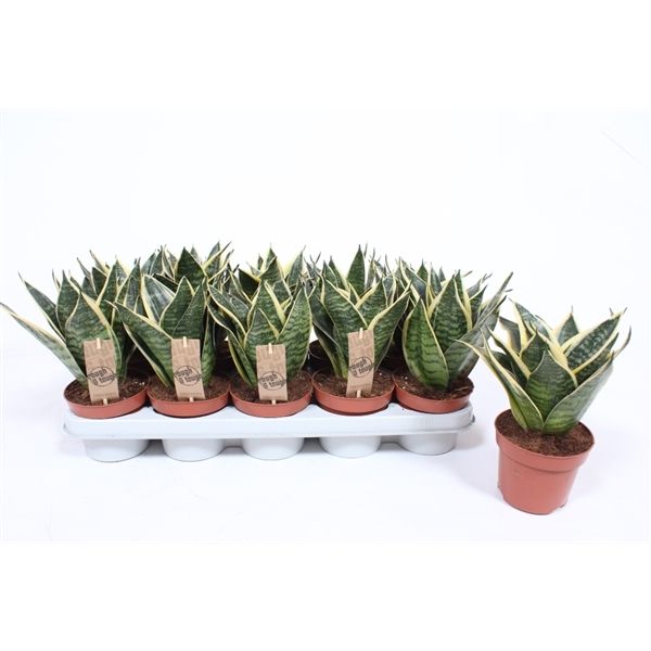 Горшечные цветы и растения оптом Sansevieria Golden Edge Hahnii от 10шт из Голландии с доставкой по России