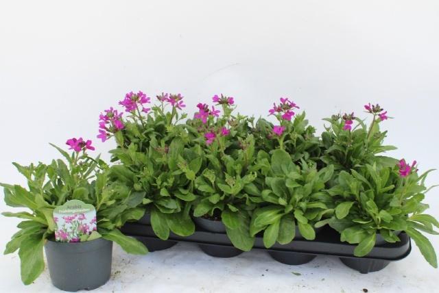 Горшечные цветы и растения оптом Arabis Bl Fruhlingsz от 8шт из Голландии с доставкой по России