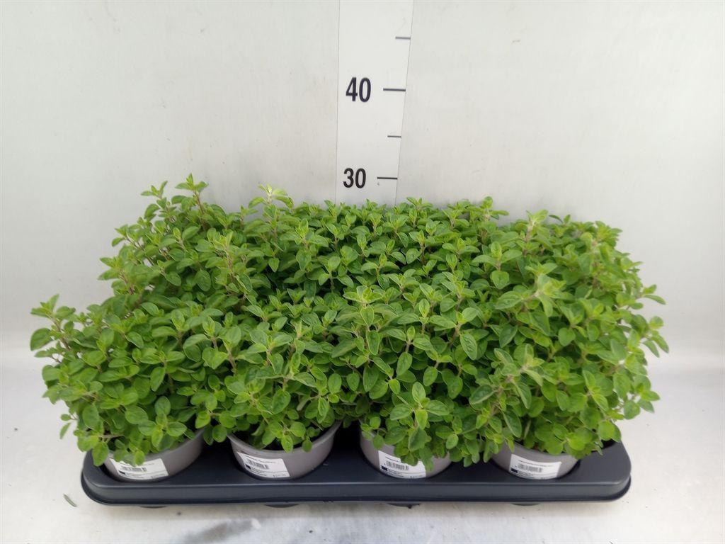 Горшечные цветы и растения оптом Origanum Vulgare от 8шт из Голландии с доставкой по России