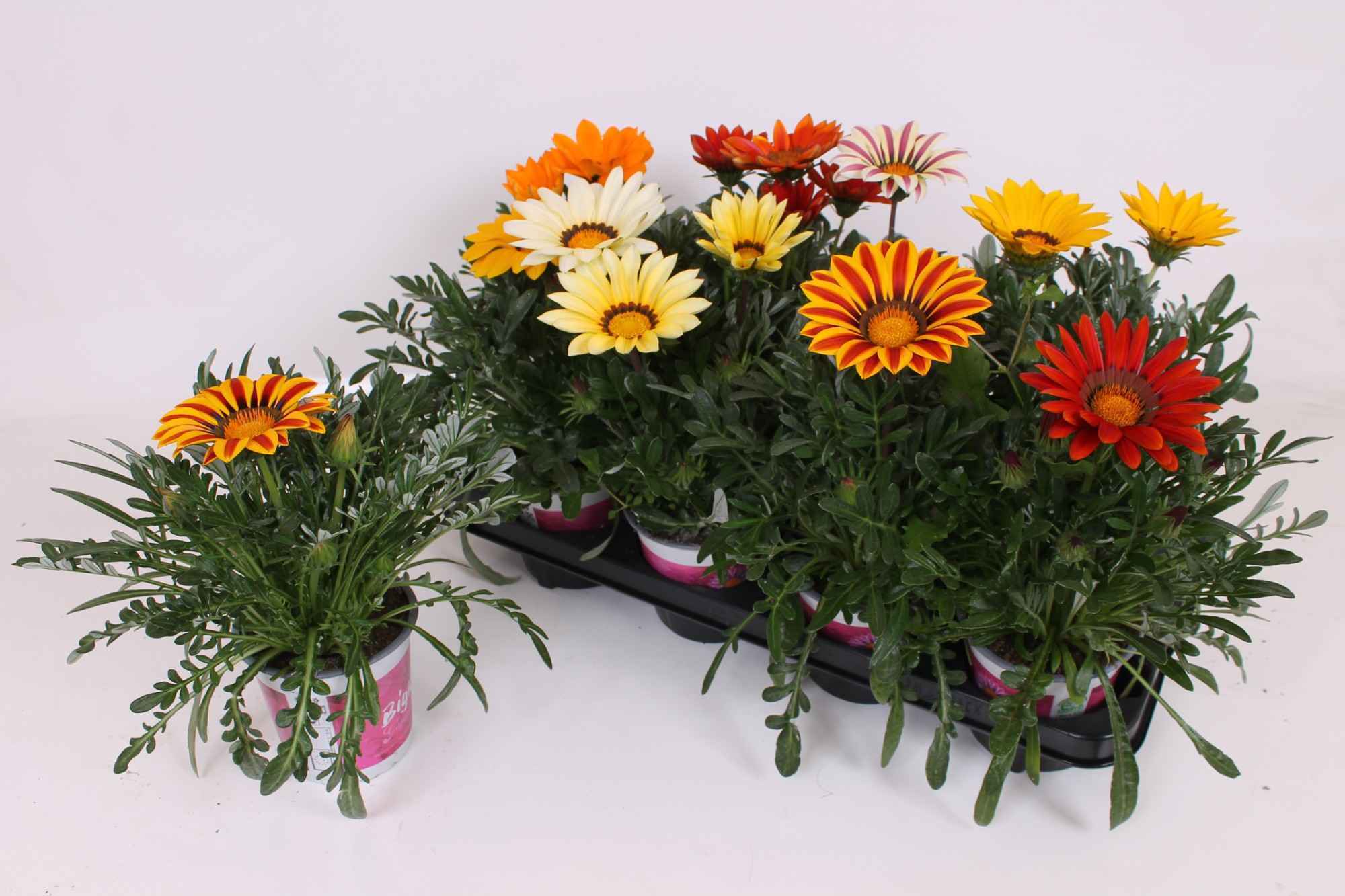 Горшечные цветы и растения оптом Gaz R B Kis Gem от 8шт из Голландии с доставкой по России