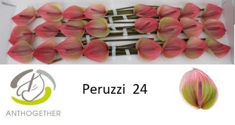 Срезанные цветы оптом Anthurium peruzzi от 24шт из Голландии с доставкой по России