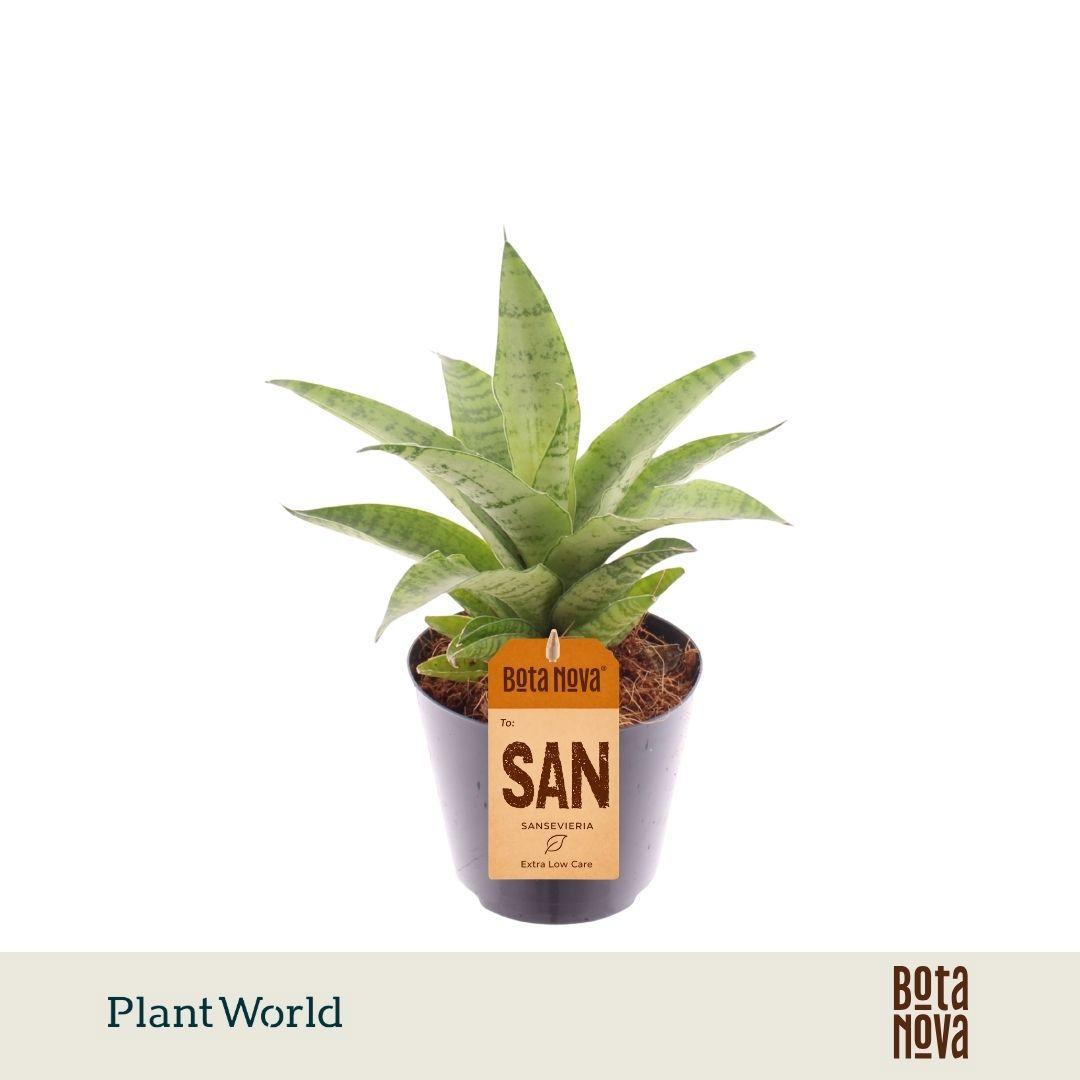 Горшечные цветы и растения оптом Sansevieria Lotus от 12шт (для телеги) из Голландии с доставкой по России