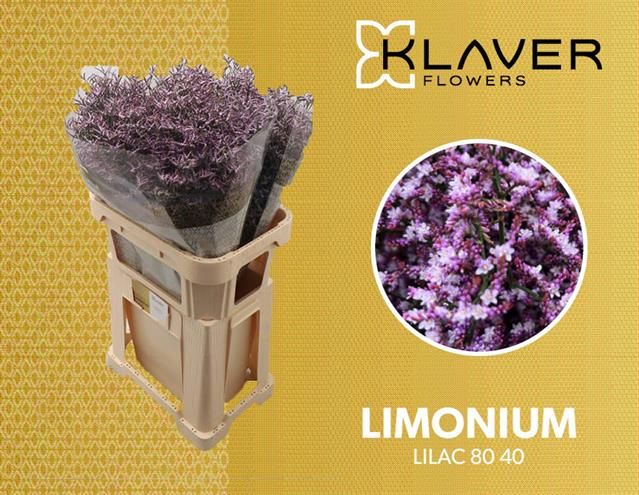 Срезанные цветы оптом Limonium safora lilac от 50шт из Голландии с доставкой по России