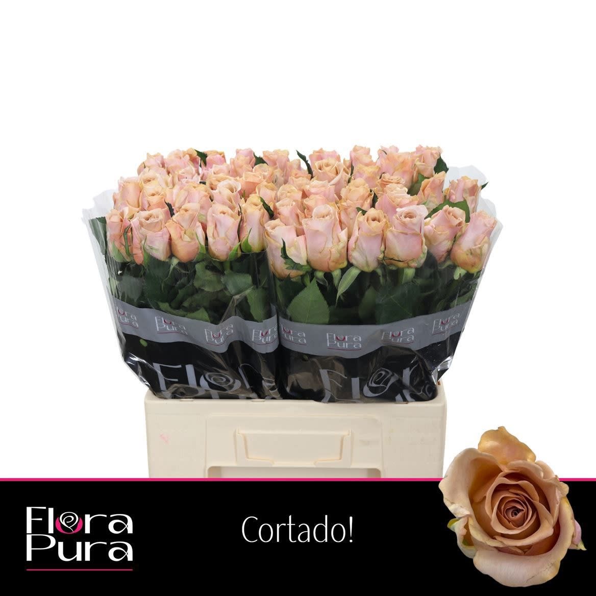 Срезанные цветы оптом Rosa large cortado от 60шт из Голландии с доставкой по России