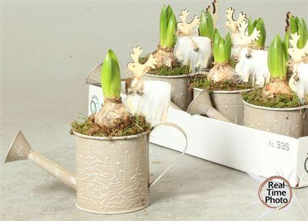 Горшечные цветы и растения оптом Arr Hyacint Gieter от 7шт из Голландии с доставкой по России