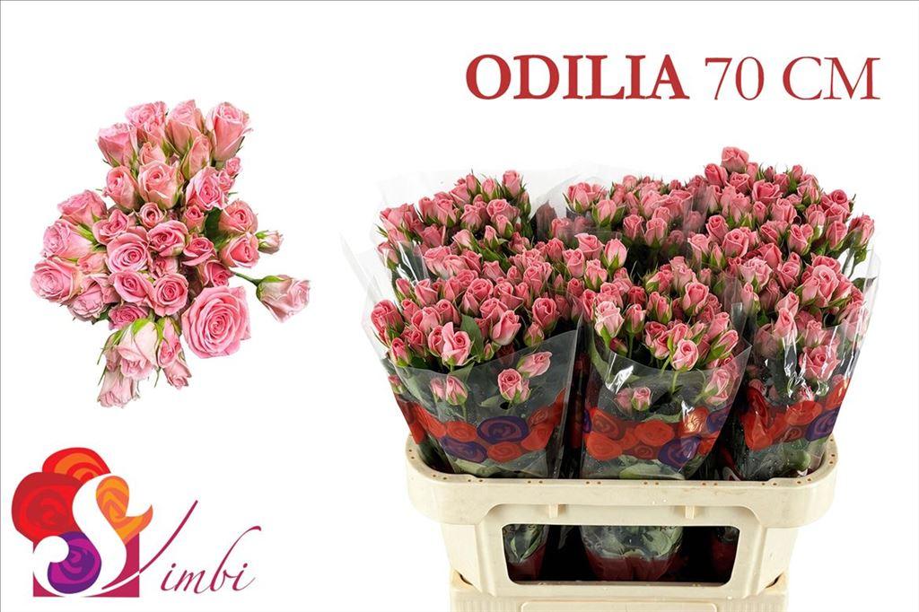 Срезанные цветы оптом Rosa spray odilia от 250шт из Голландии с доставкой по России