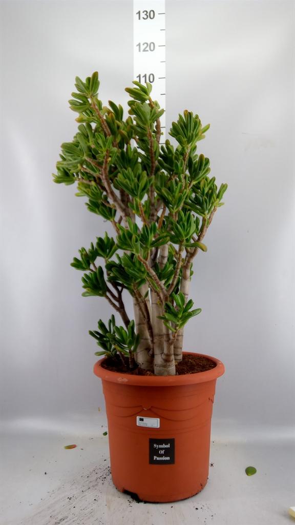 Горшечные цветы и растения оптом Crassula Ovata gollum от 1шт из Голландии с доставкой по России